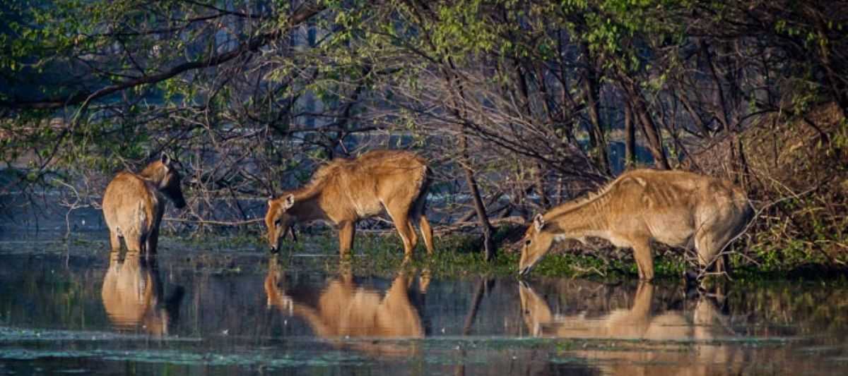 Faridabad Tourist Places: इन 9 ऐतिहासिक जगहों को देखे बिना मत लौटिए – हर जगह में छुपा है अनोखा इतिहास! 1 Faridabad Badkhal Lake
